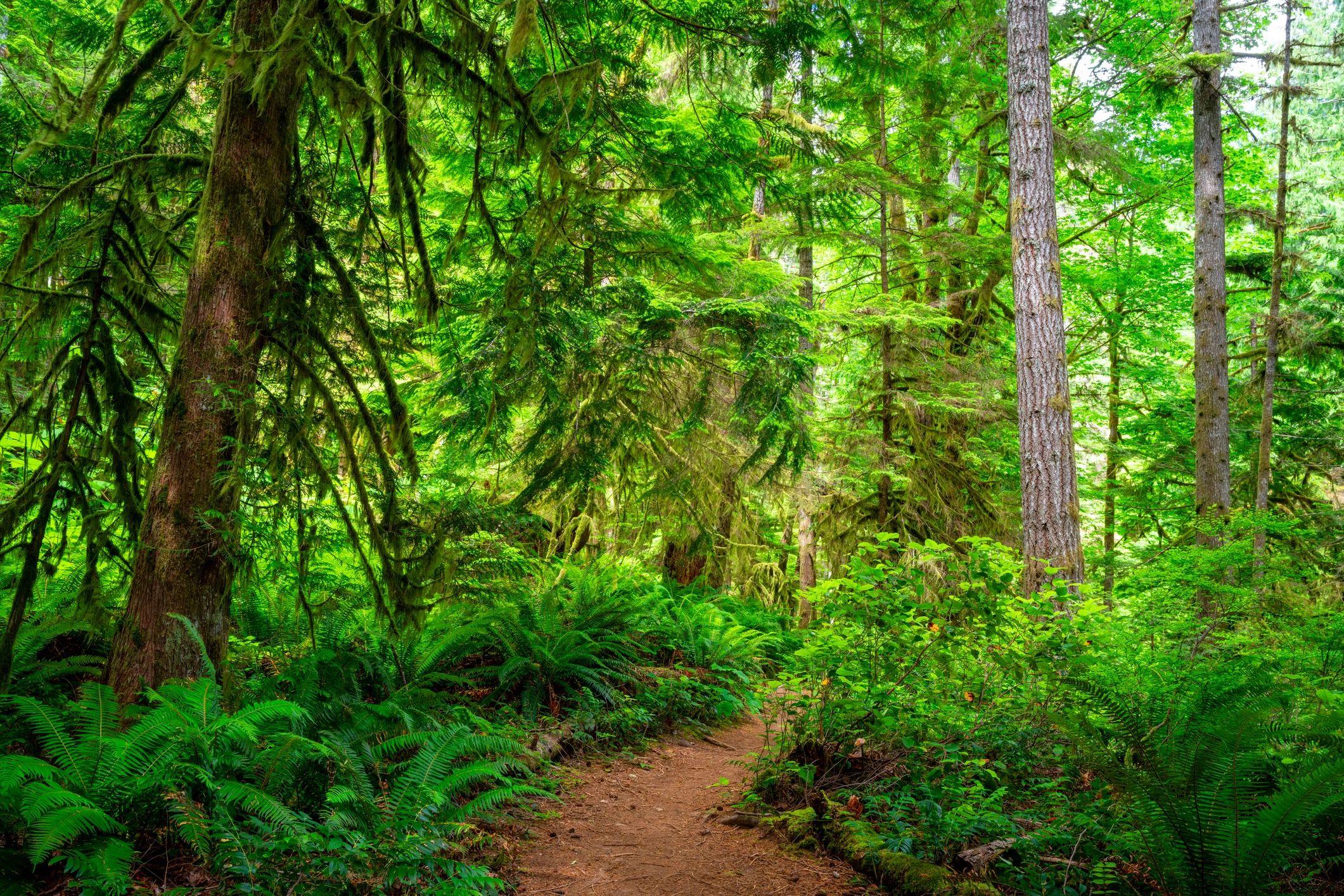 Forest trail in a lush provincial park