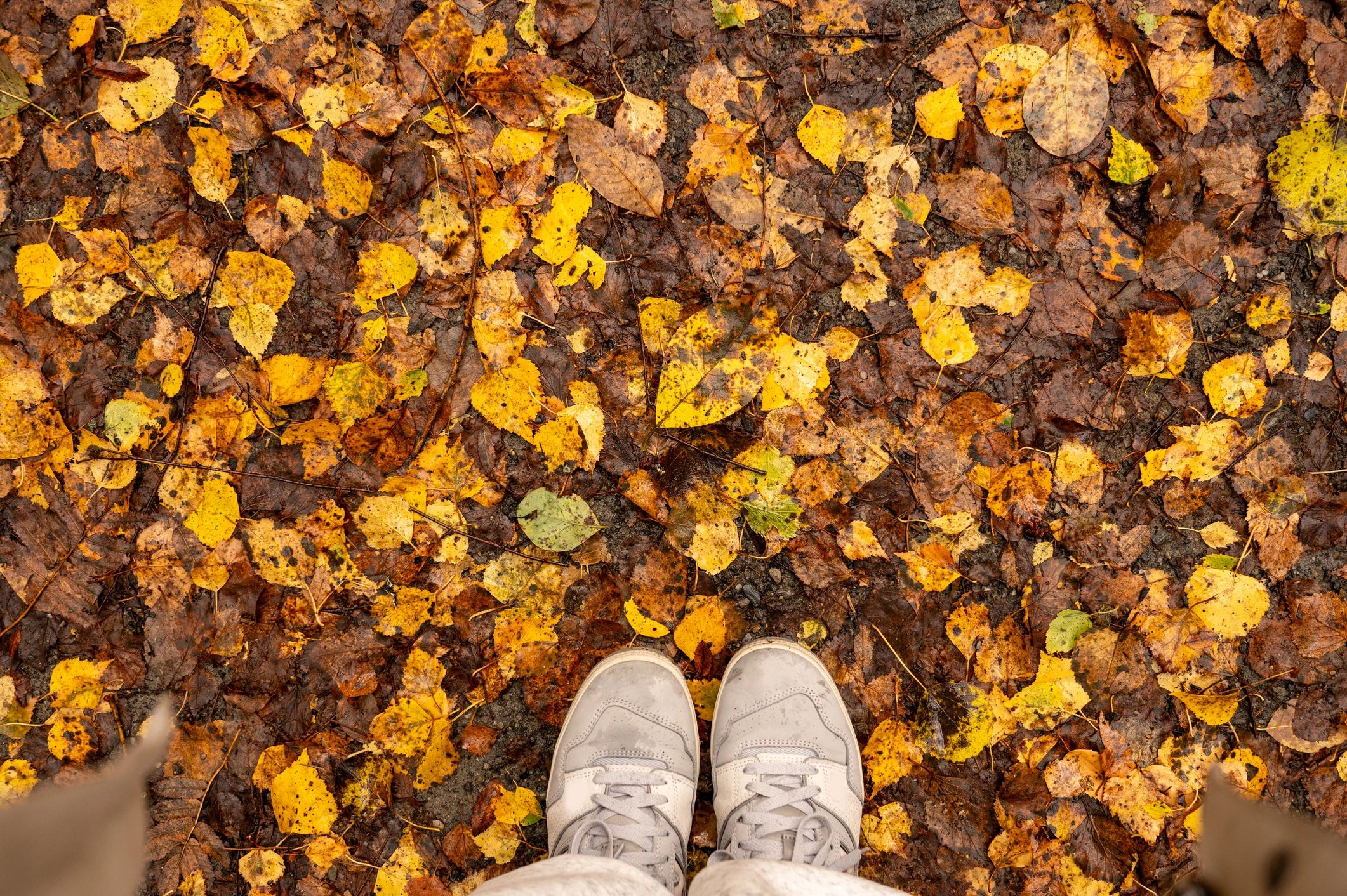 Hiking shoes on autumn leaves